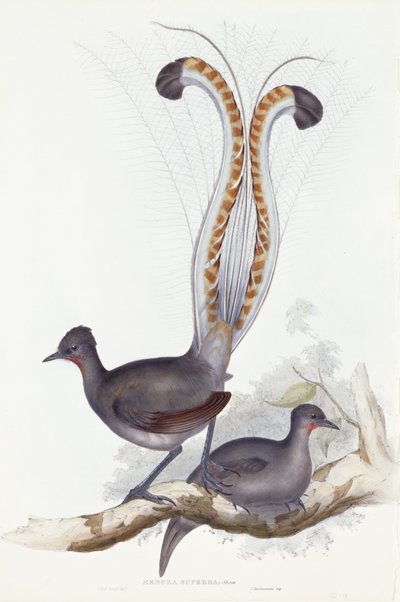 Menura Superba: Shaw. Pl. 14. Vol. III, 1837-1848 by John Gould
